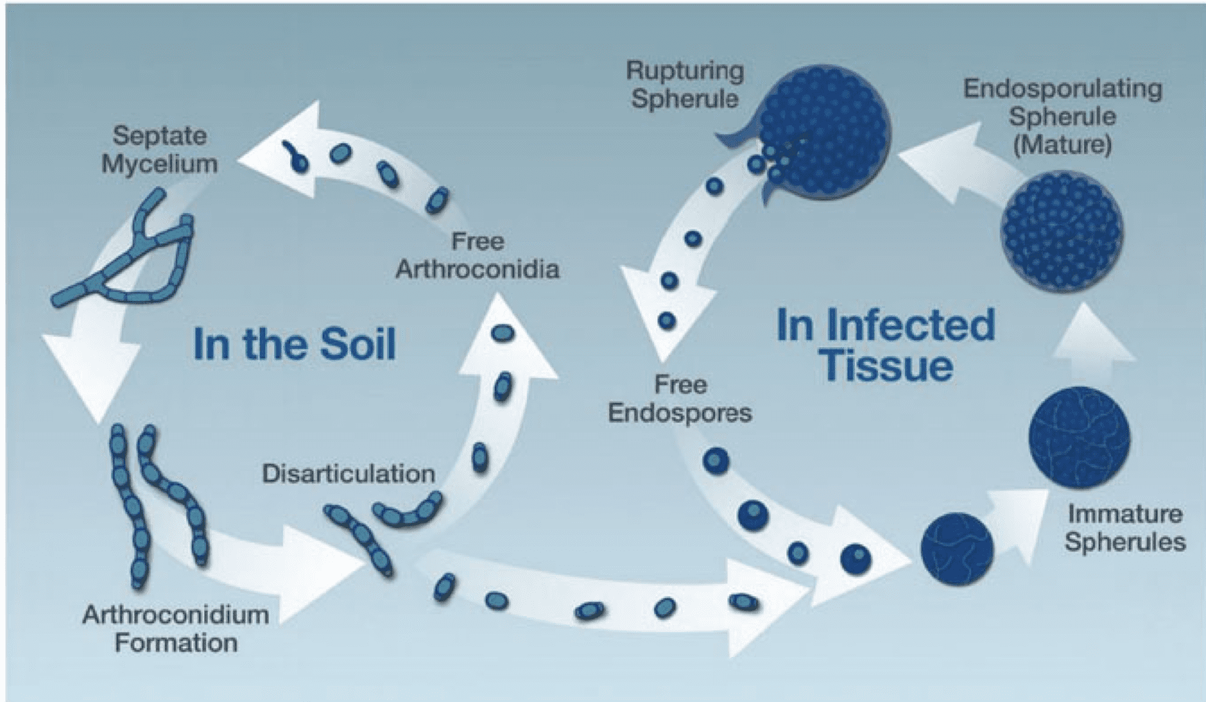 In the Soil and In Infected Tissue cycle