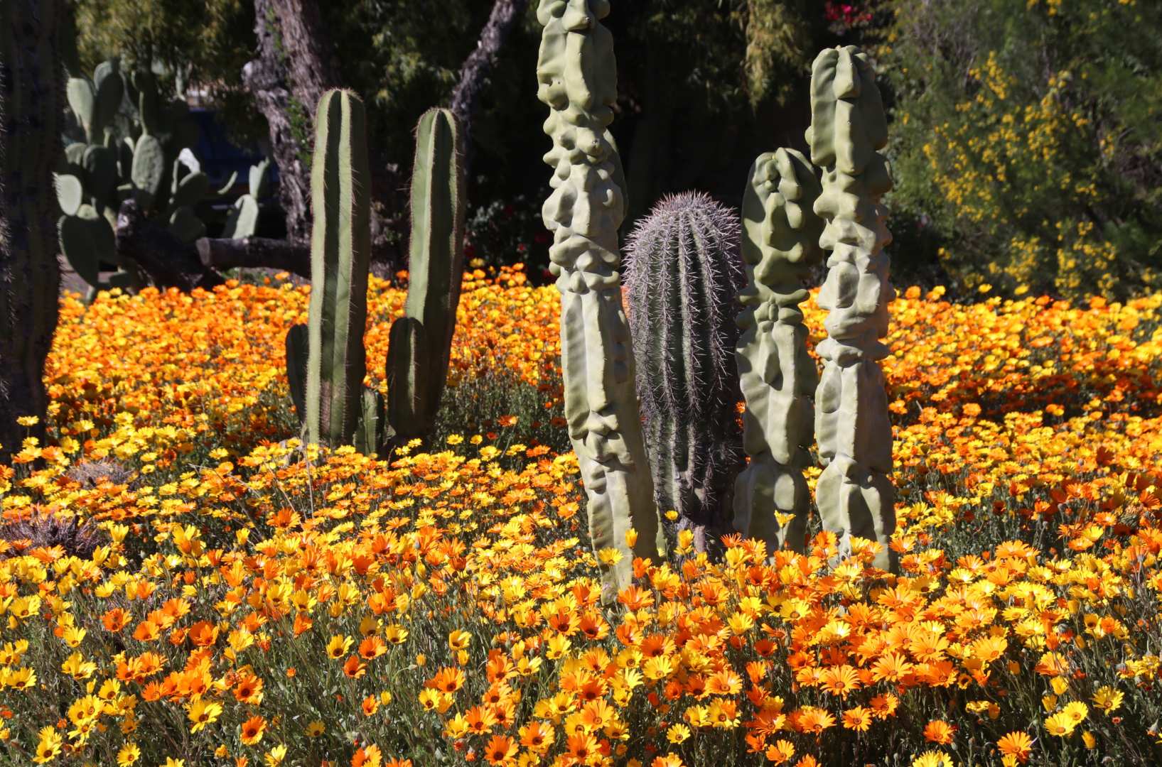 cactus in a sunflower field