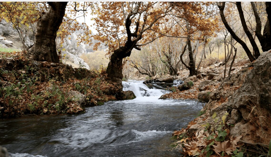 brown leaf forest river