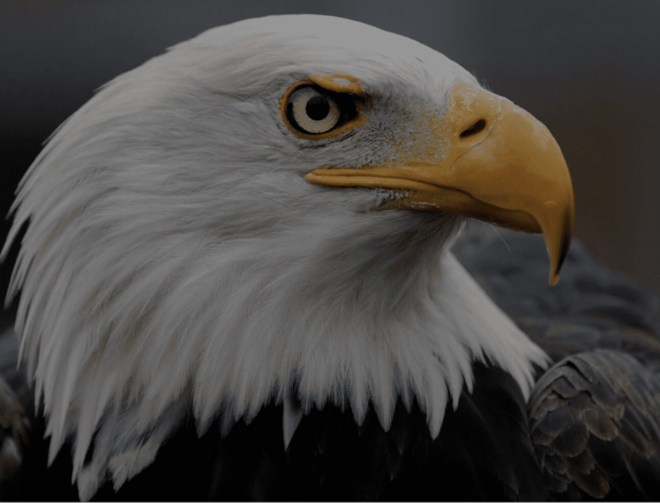 close up photo of an eagle