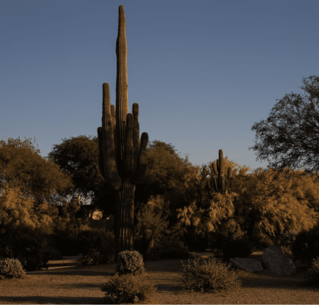 Sugaro Cacti