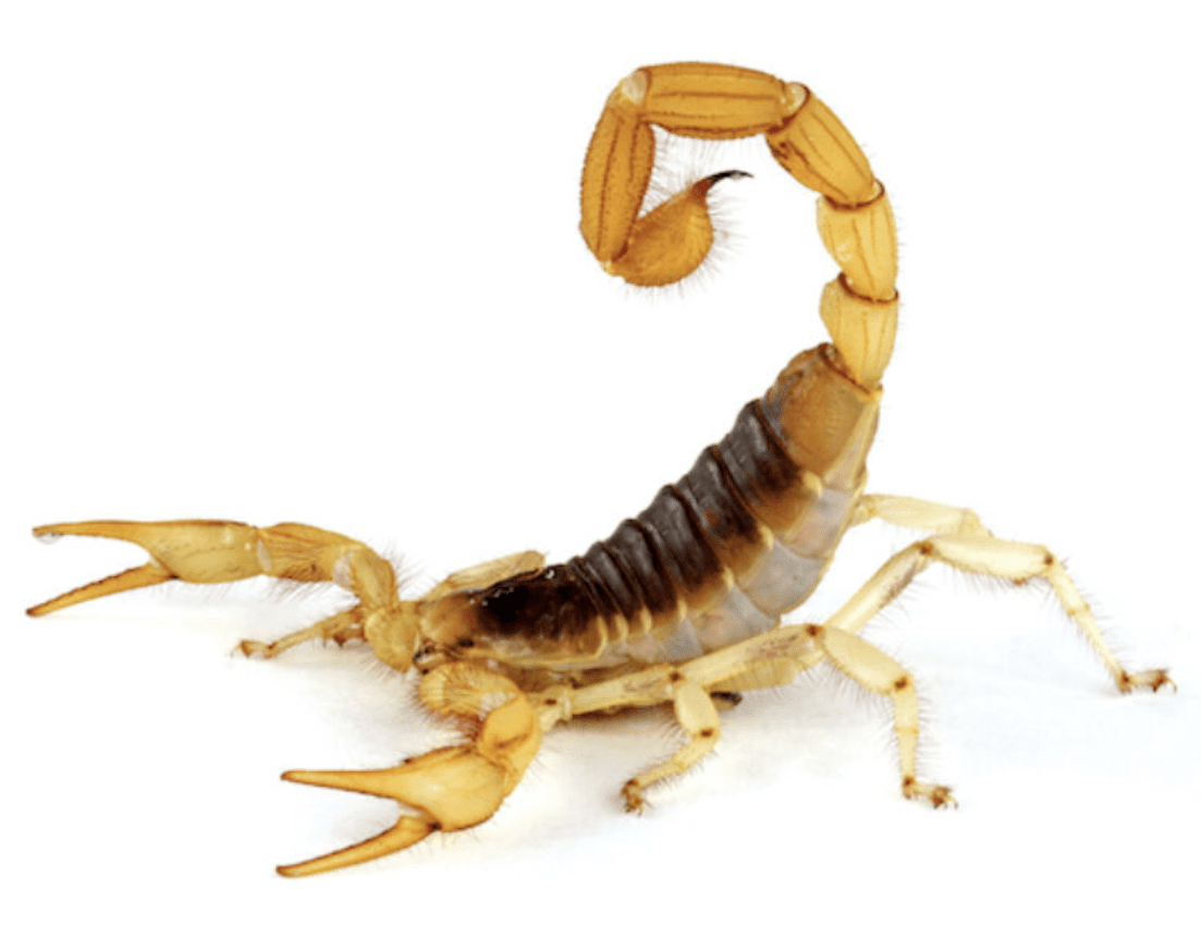 Pale yellow scorpion on white background