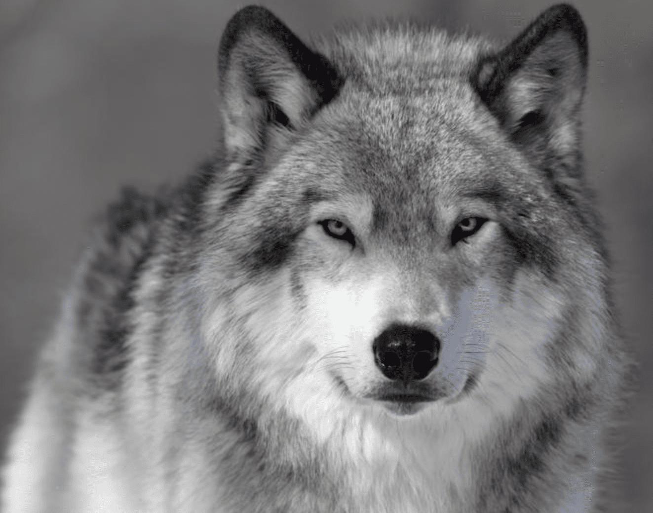 Close-up portrait of a gray wolf