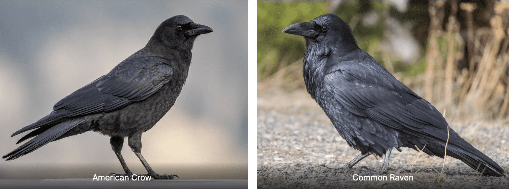 Collage of black american crow and common raven
