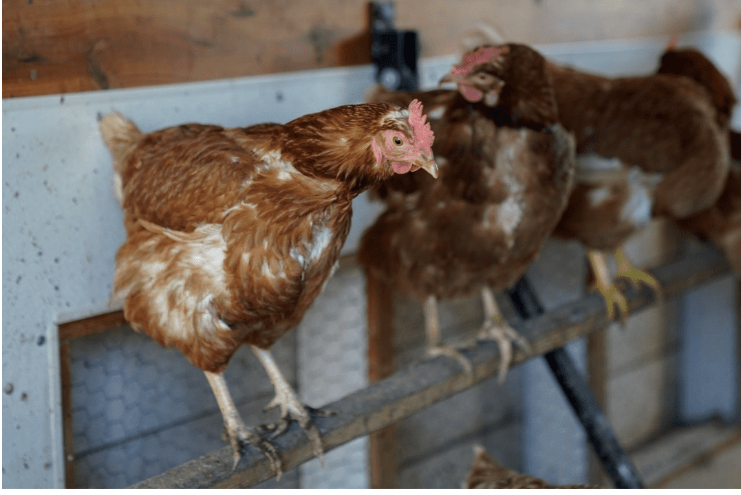 Three brown hen standing on a iron rod
