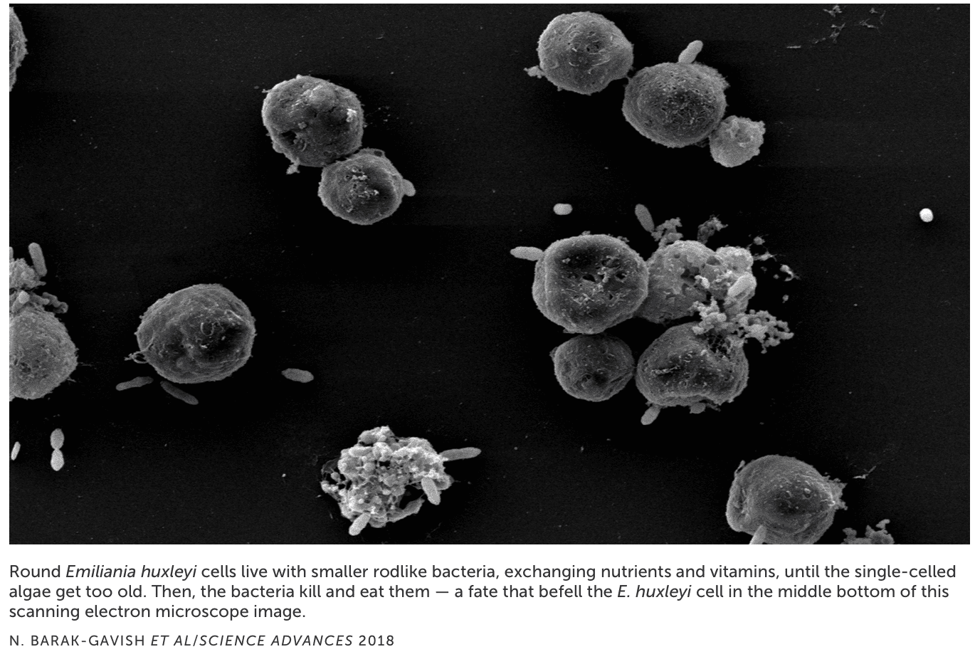 Numerous algae and bacteria in black background