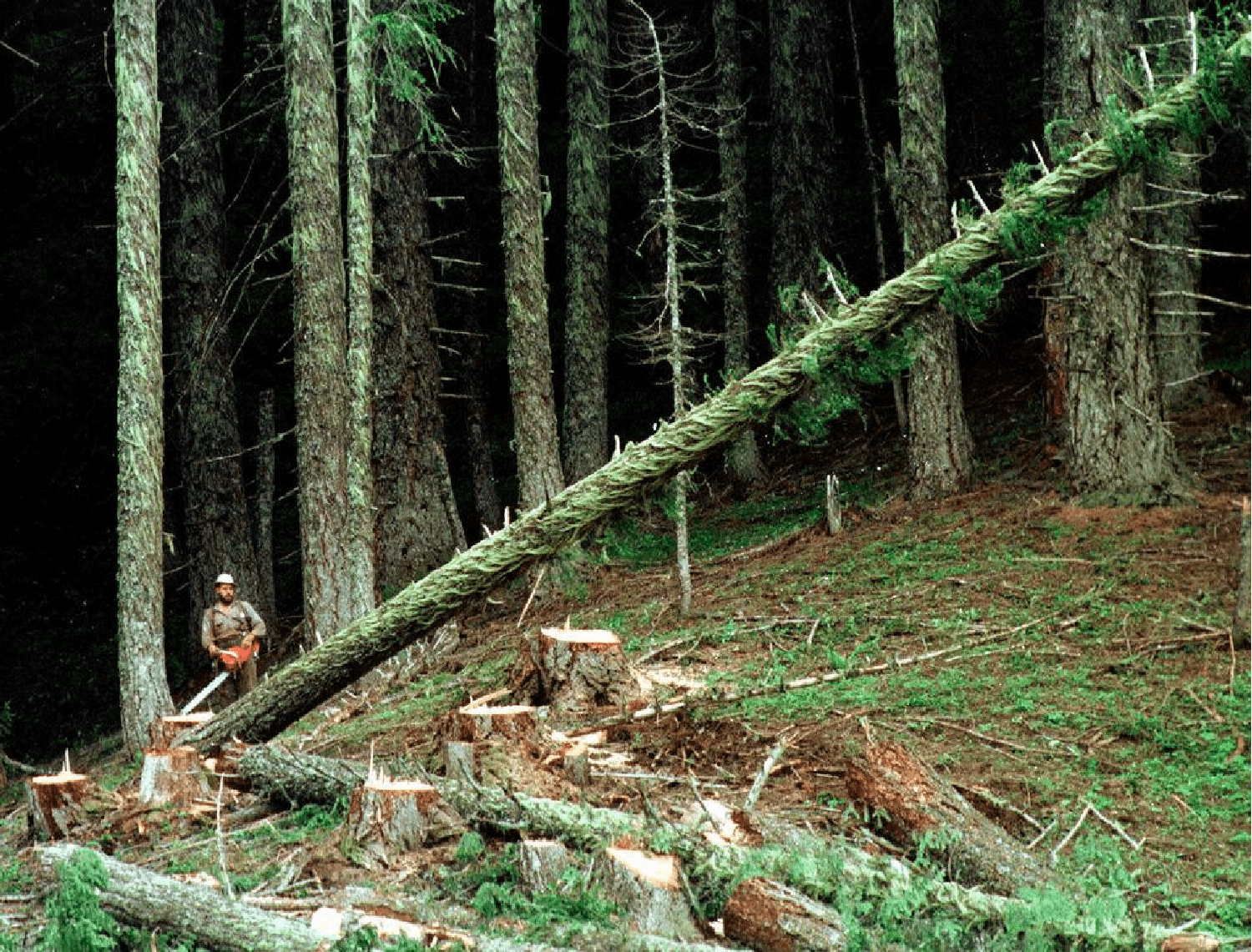 A man standing across the tree branches