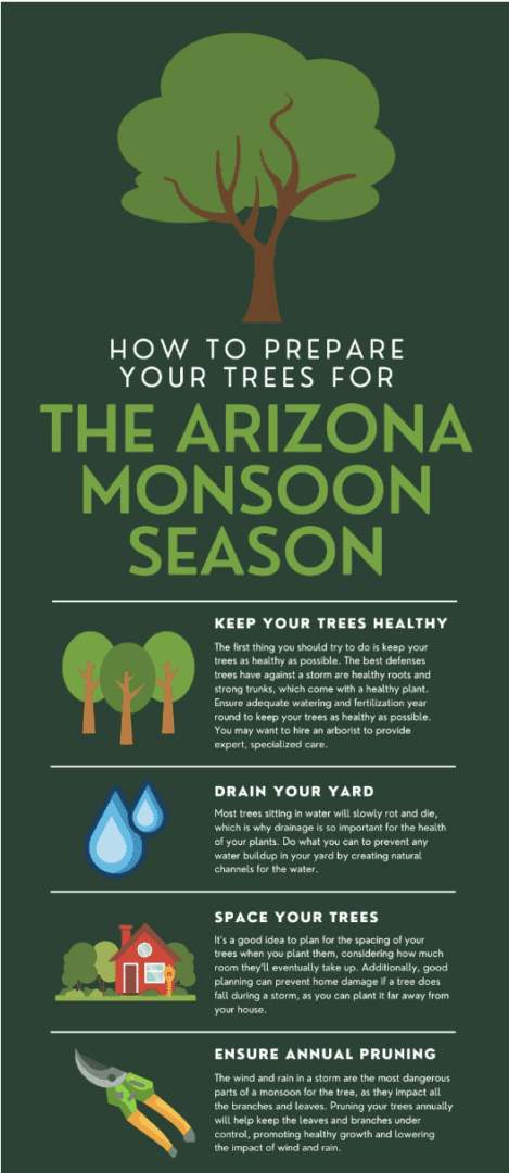 Infographic: preparing trees for Arizona monsoon