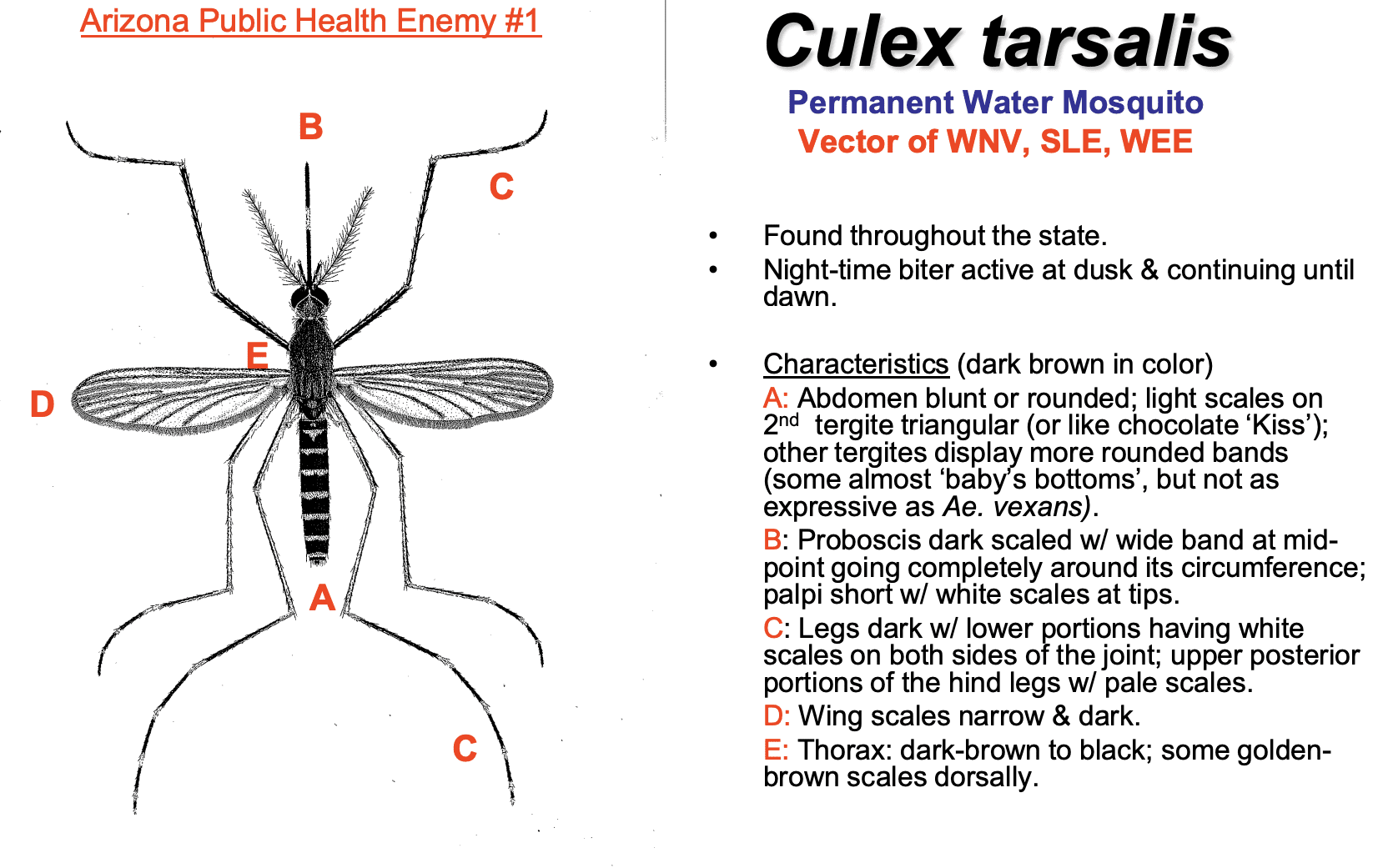 Culex tarsalis mosquito diagram with labeled parts