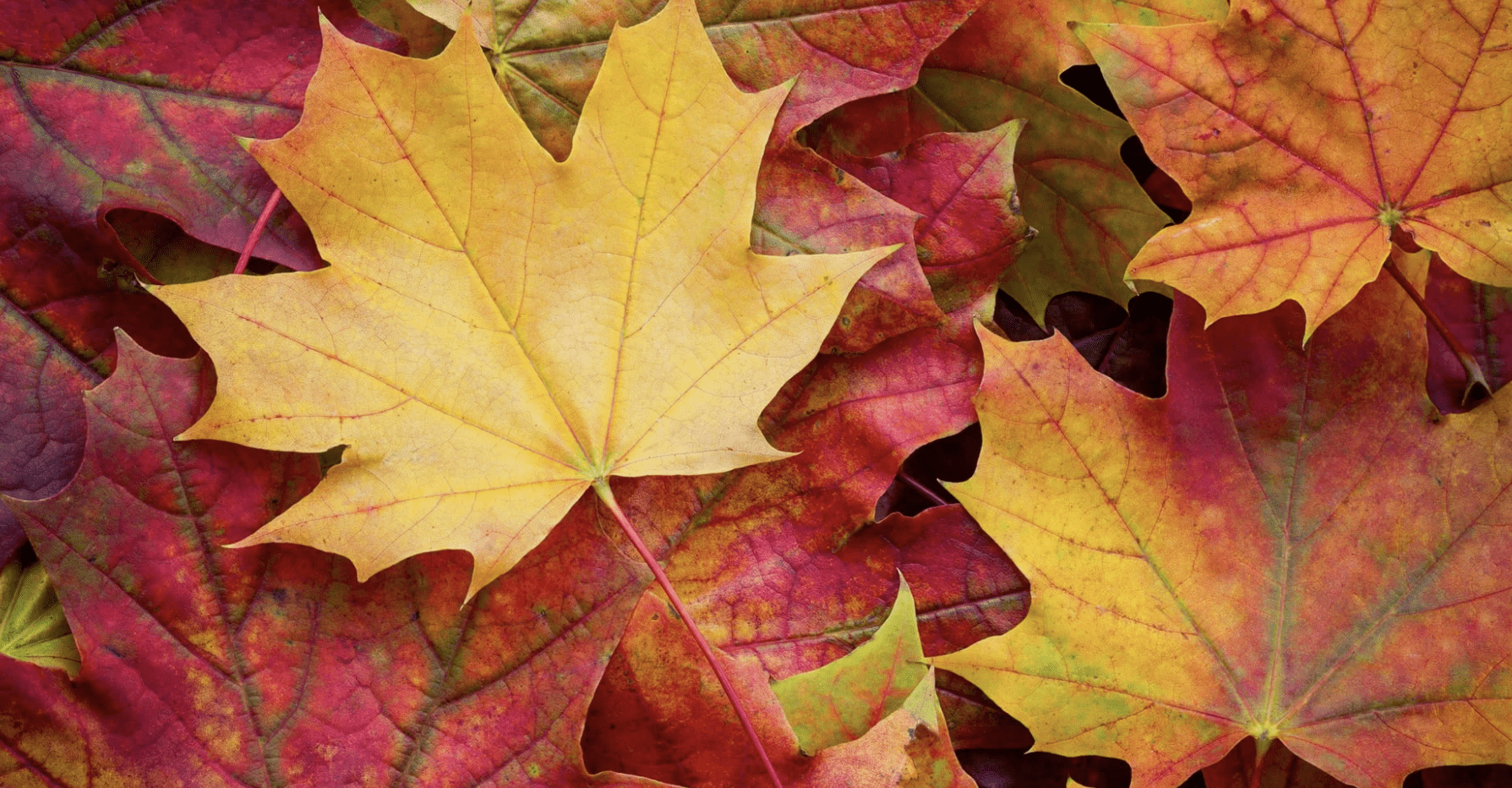 A bunch of dried yellow and red colored leaves on the ground