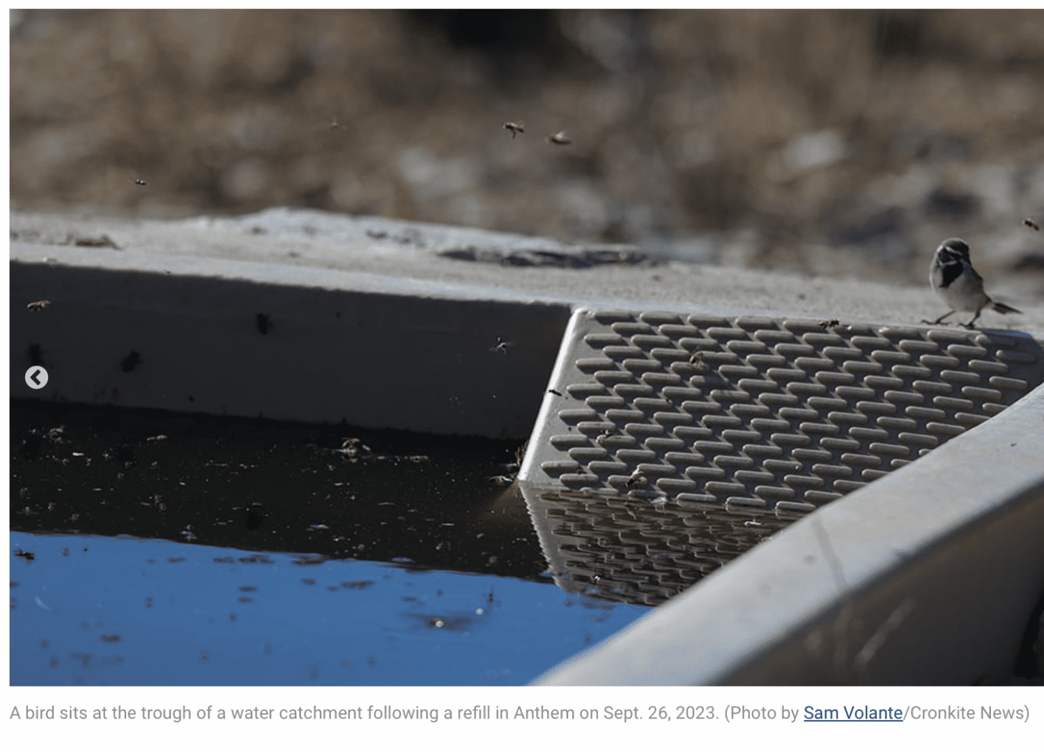 Small bird perched beside a water trough