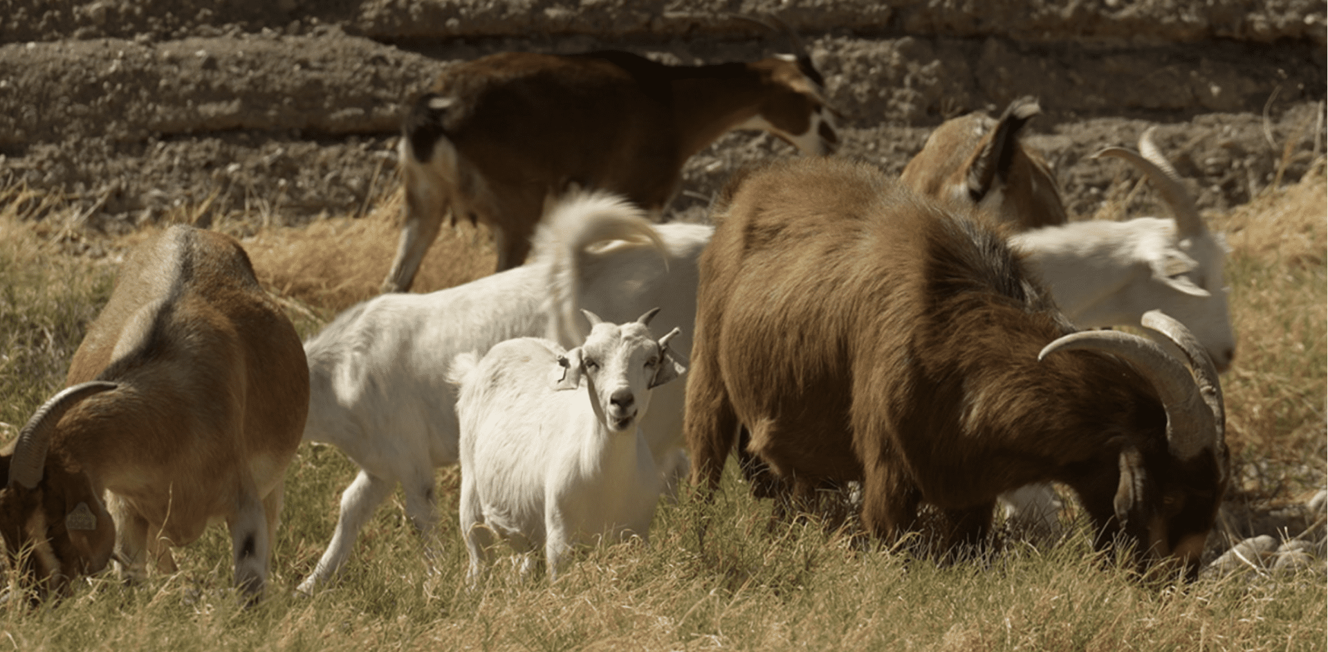 Goat herd grazing in dry grassland