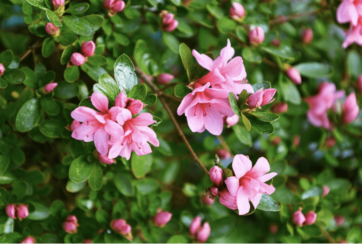 Pink azalea blossoms on green shrub