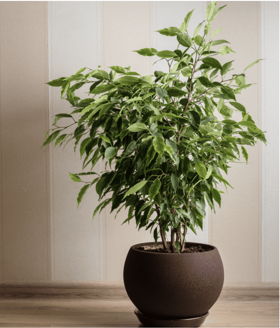 Indoor potted ficus in brown planter