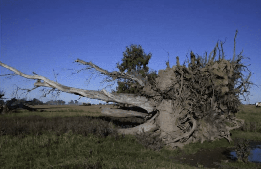 Uprooted tree with exposed roots in field