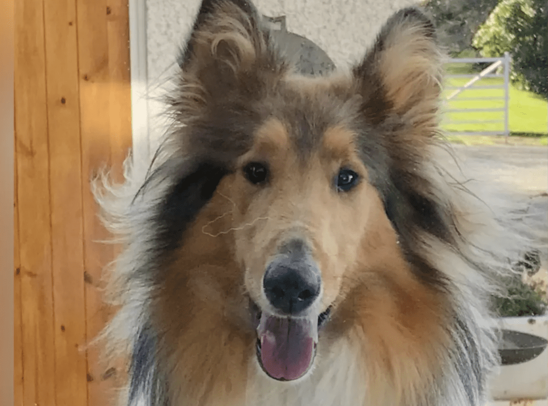 Close-up of smiling rough collie dog