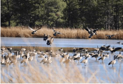 Flock of geese on marshy pond