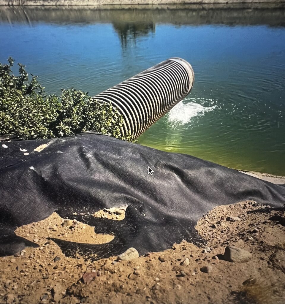 Corrugated drainage pipe discharging into green water
