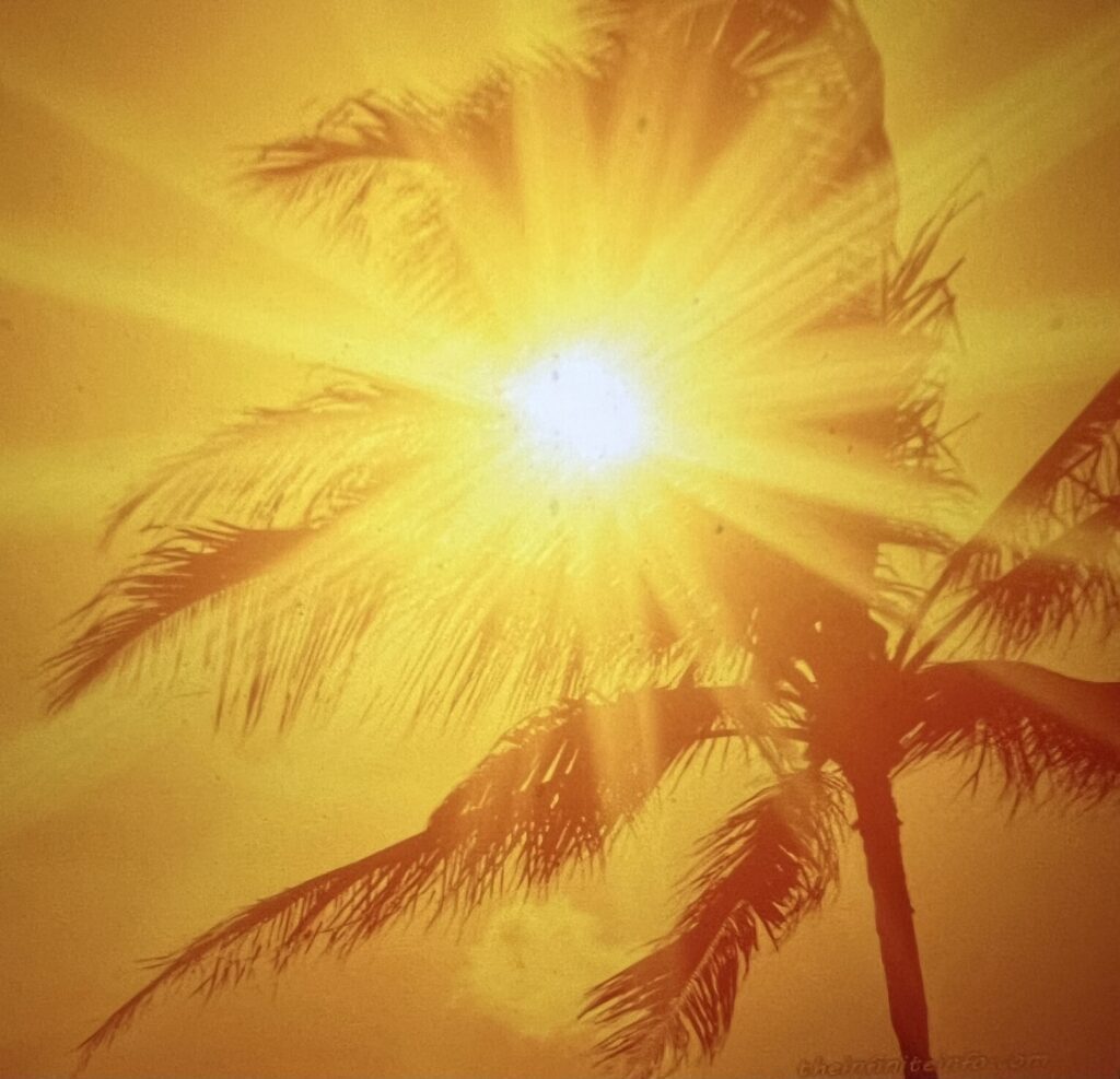 Sunlight streaming through palm tree silhouette
