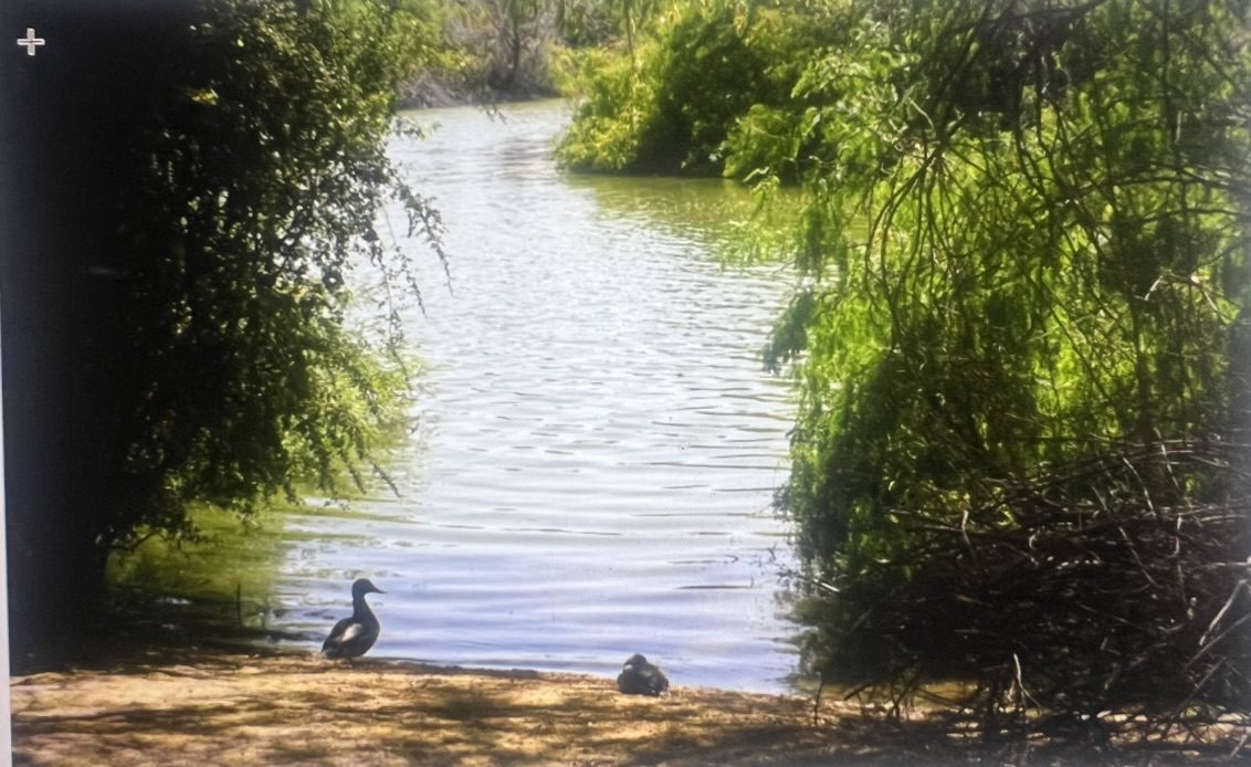 Two ducks by riverbank framed by trees