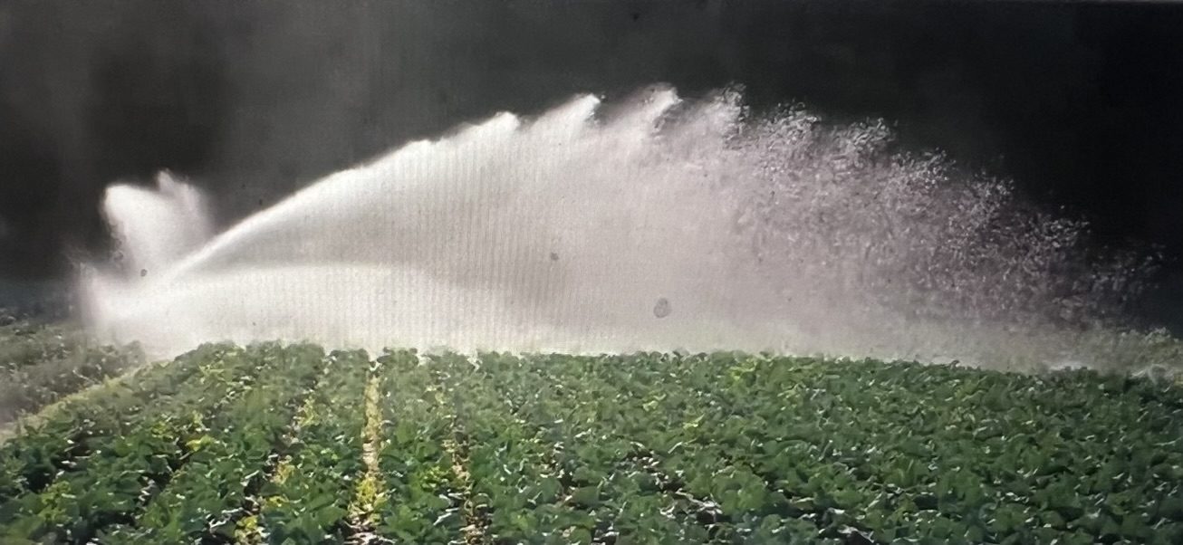Sprinkler spraying water over green crop field
