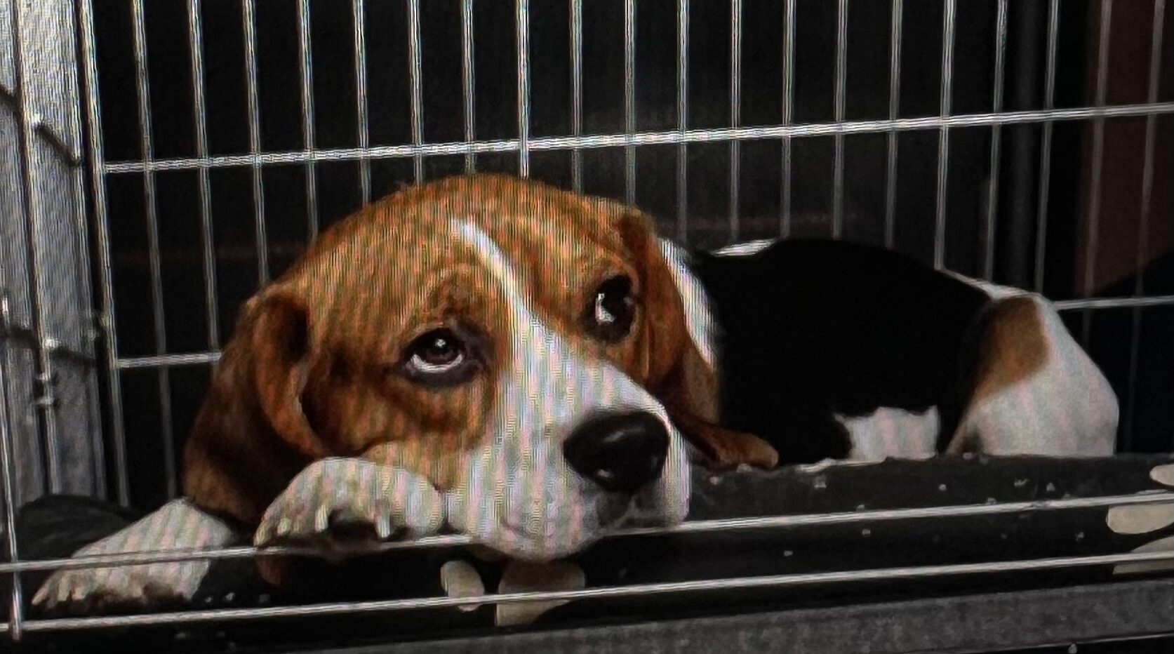 Beagle lying inside wire cage looking up