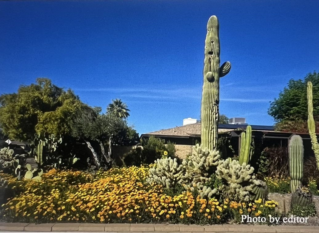 Tall saguaro cactus and yellow wildflowers